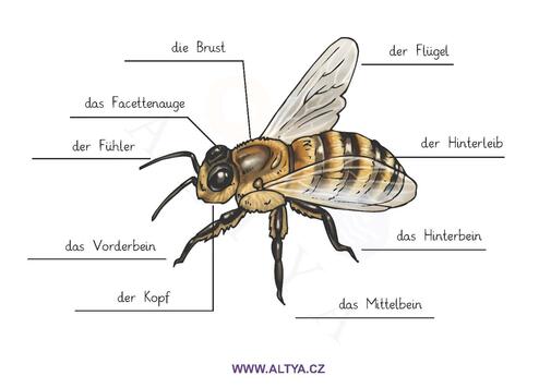Vzdělávací centrum ALTYA, s.r.o. - Jazyková škola - Brno-střed - ilustrační foto Vzdělávací centrum ALTYA, s.r.o. - Jazyková škola - Brno-střed - ilustrační foto